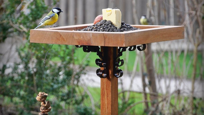 Comment nourrir correctement les oiseaux en hiver ?