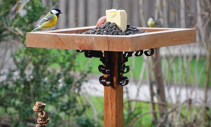 Comment nourrir correctement les oiseaux en hiver ?