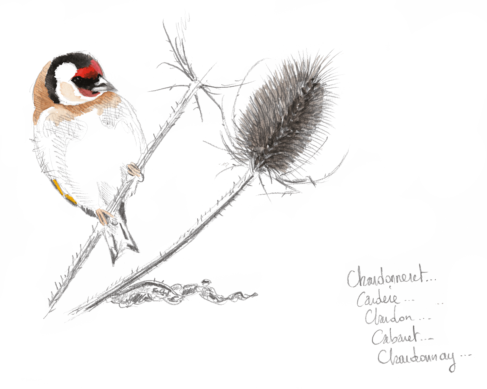 Bruants zizis et fous dans les vignes - La Salamandre dessin Chardonneret élégant sur chardon