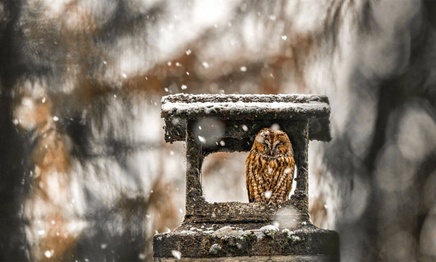 Deux chouettes amies - La Salamandre Chouette hulotte cheminée neige hiver