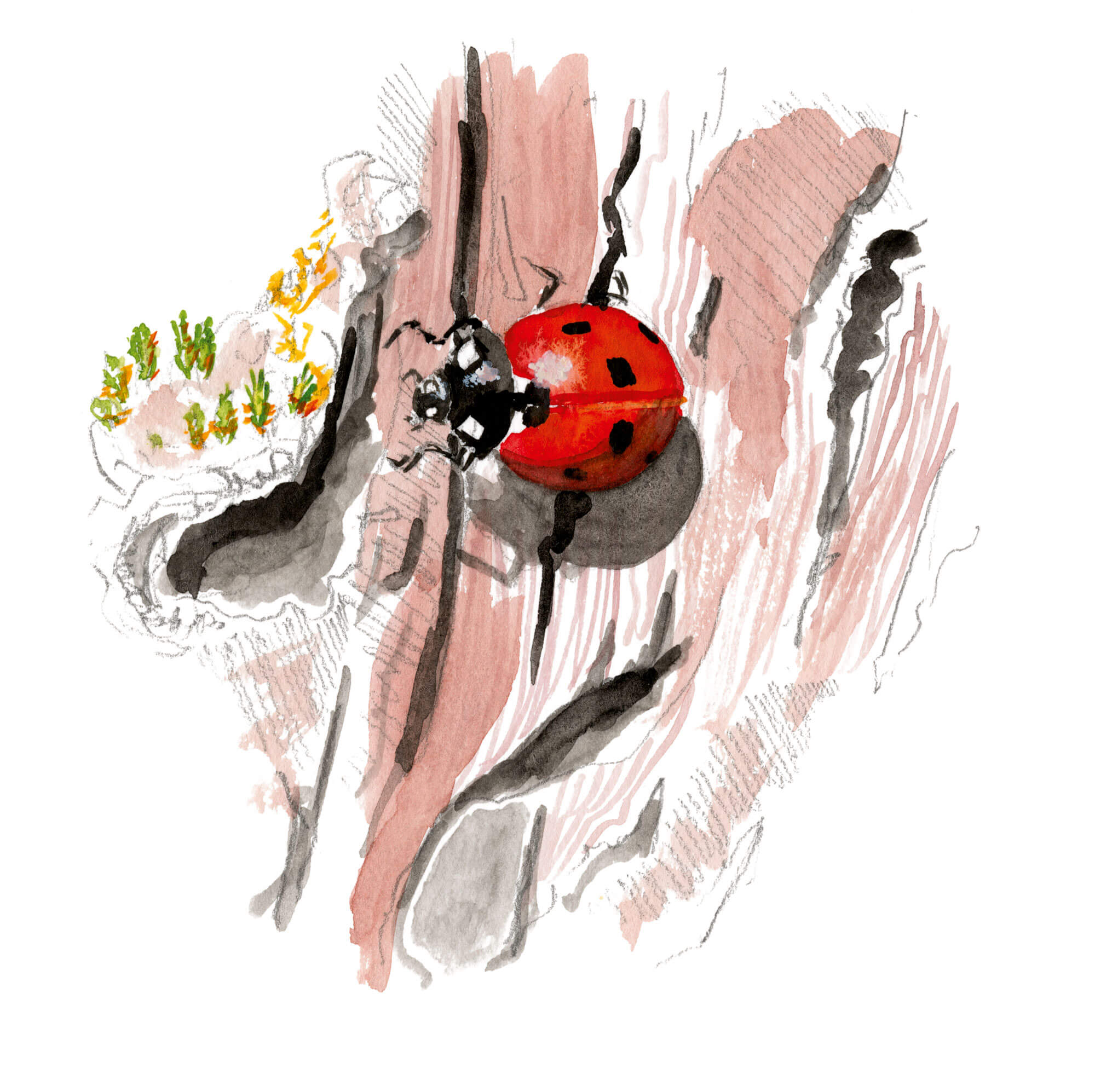Bruants zizis et fous dans les vignes - La Salamandre Coccinelle dessin