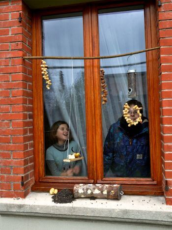 Comment nourrir correctement les oiseaux en hiver ?