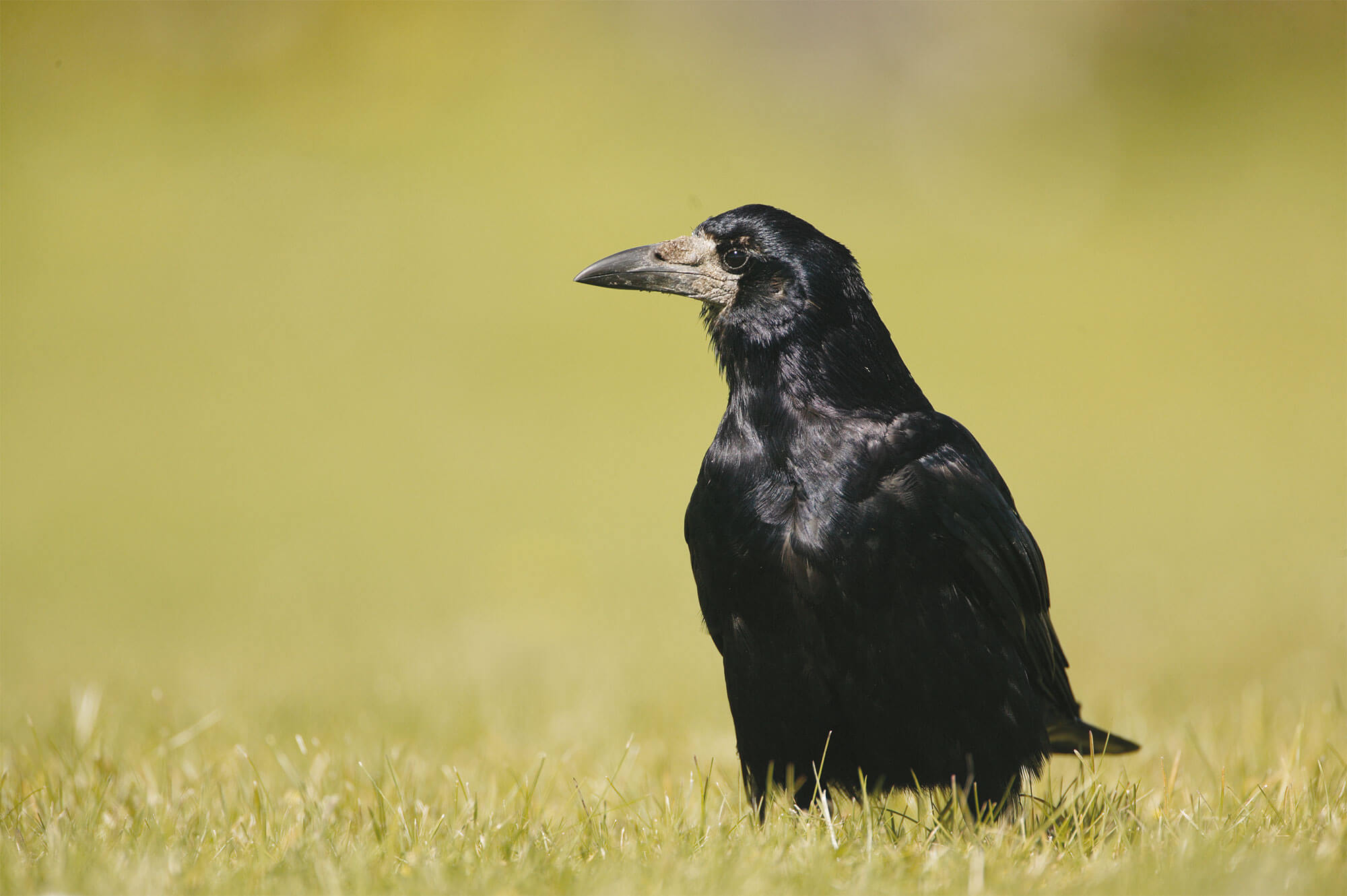 héron malgré lui Corbeau freux