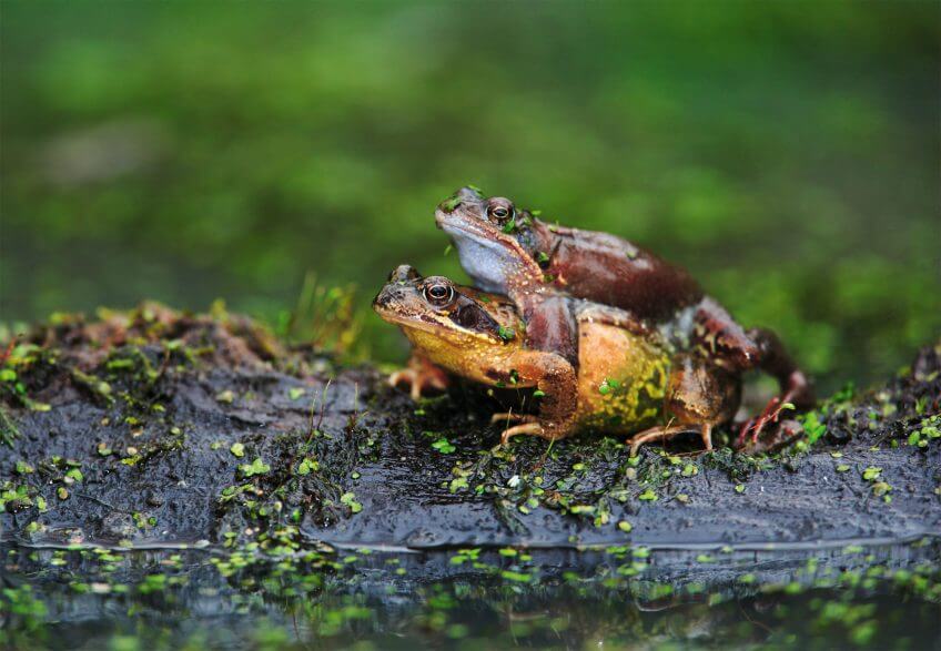 Déroute sur la route pour les grenouilles - La Salamandre mâles Couple de grenouilles rousses