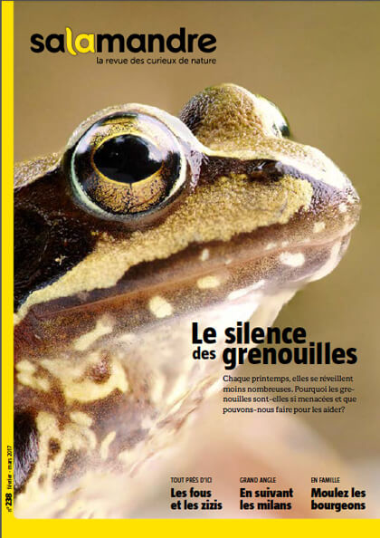 La Salamandre n° 238 pointe le bout de son nez