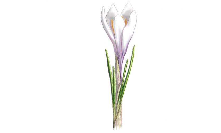 Découvrez le crocus printanier - La Salamandre Crocus dessin