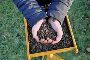 Comment nourrir correctement les oiseaux en hiver ?