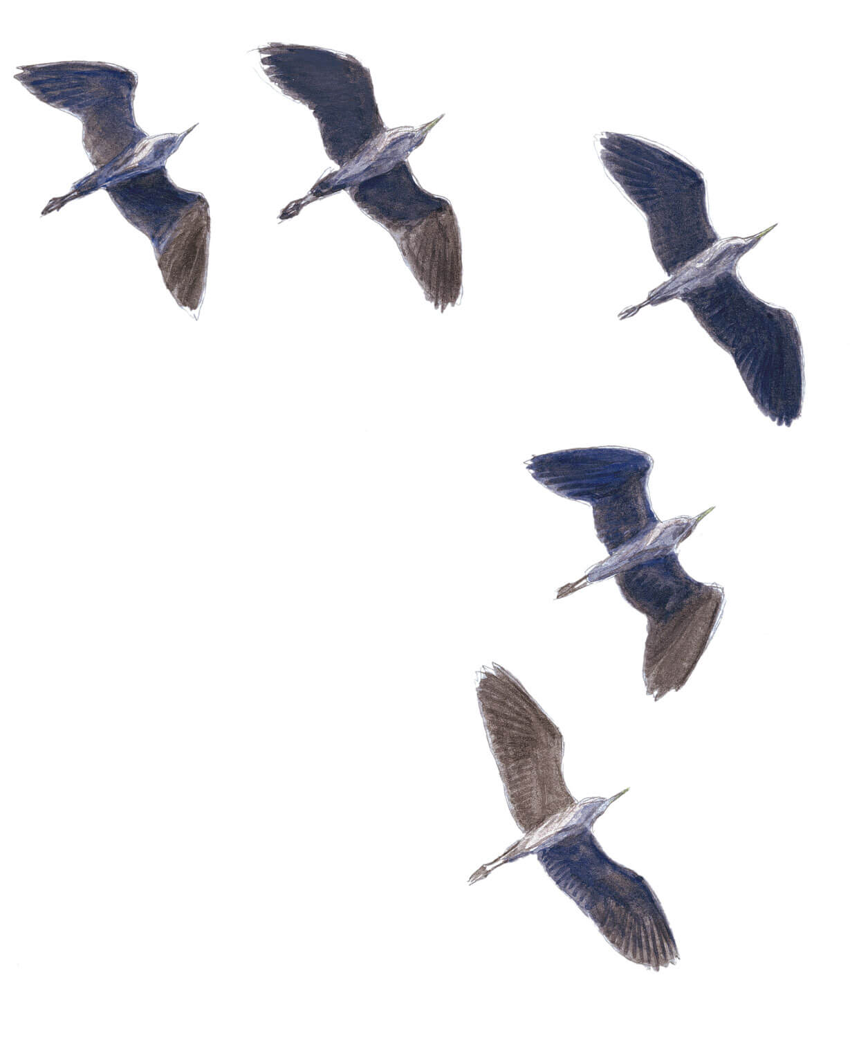 Les hérons, compagnons d’infortune dessin vol v formation groupe