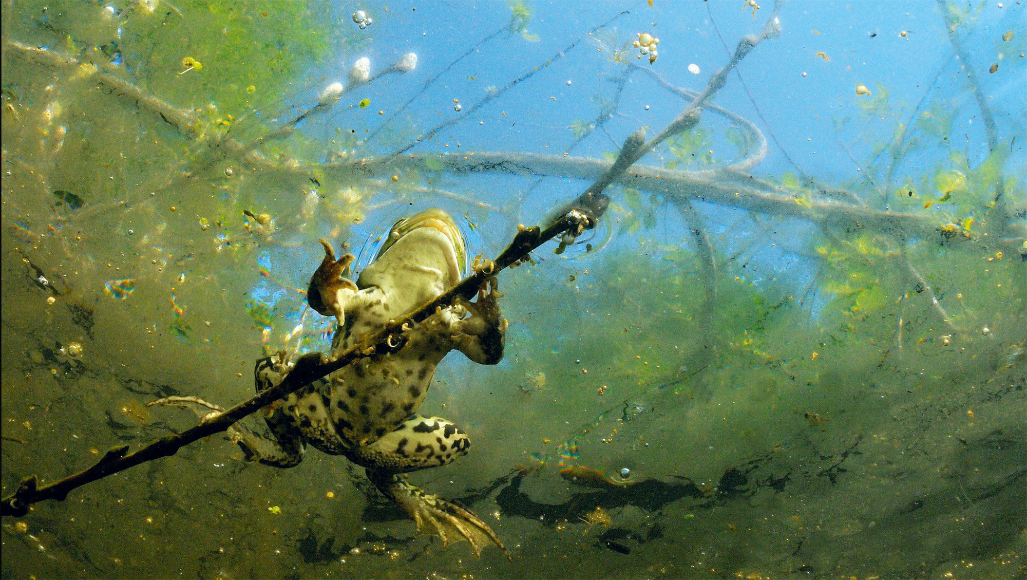 grenouille dessous Le silence des grenouilles