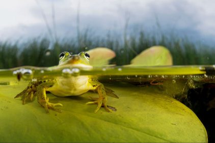 Le chant très doux du mâle de la grenouille rousse au moment des amours -  Lartigau - Milhas - 31 