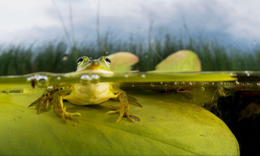 11 infos insolites sur la grenouille - La Salamandre grenouille face à face eau