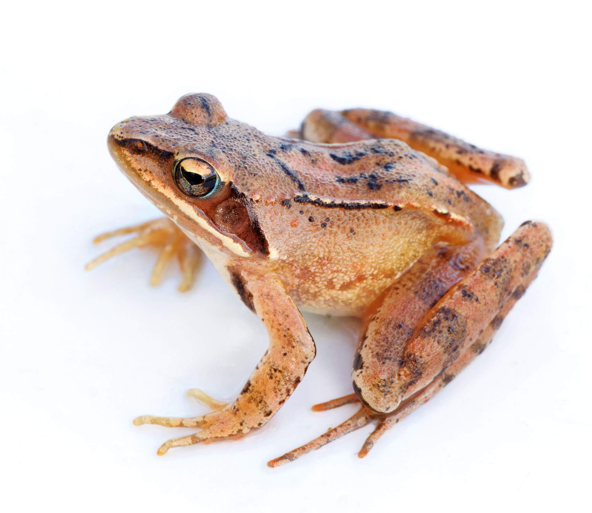 Oh, les belles grenouilles brunes - La Salamandre Grenouille agile frileuse