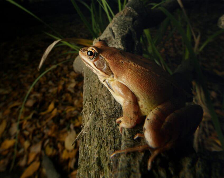Renaissance d'une grenouille en forêt - La Salamandre Grenouille agile forêt