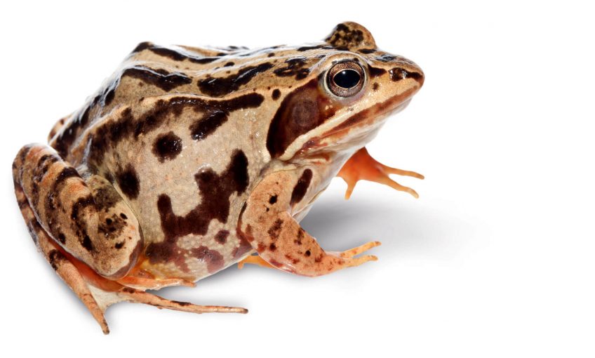 Oh, les belles grenouilles brunes - La Salamandre Grenouille des champs continentale