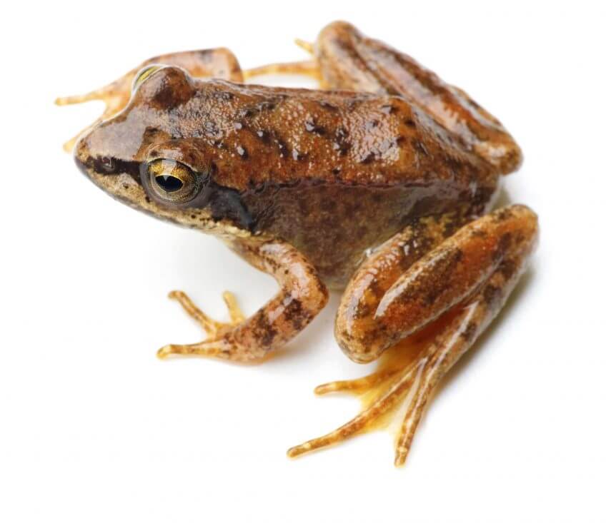 Oh, les belles grenouilles brunes - La Salamandre Grenouille des Pyrénées rarissime