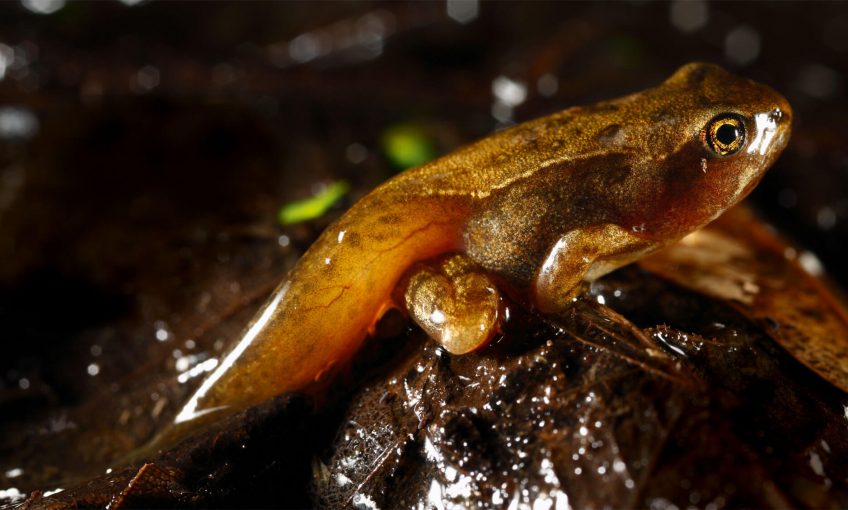 La seconde naissance des amphibiens - La Salamandre Grenouille en métamorphose