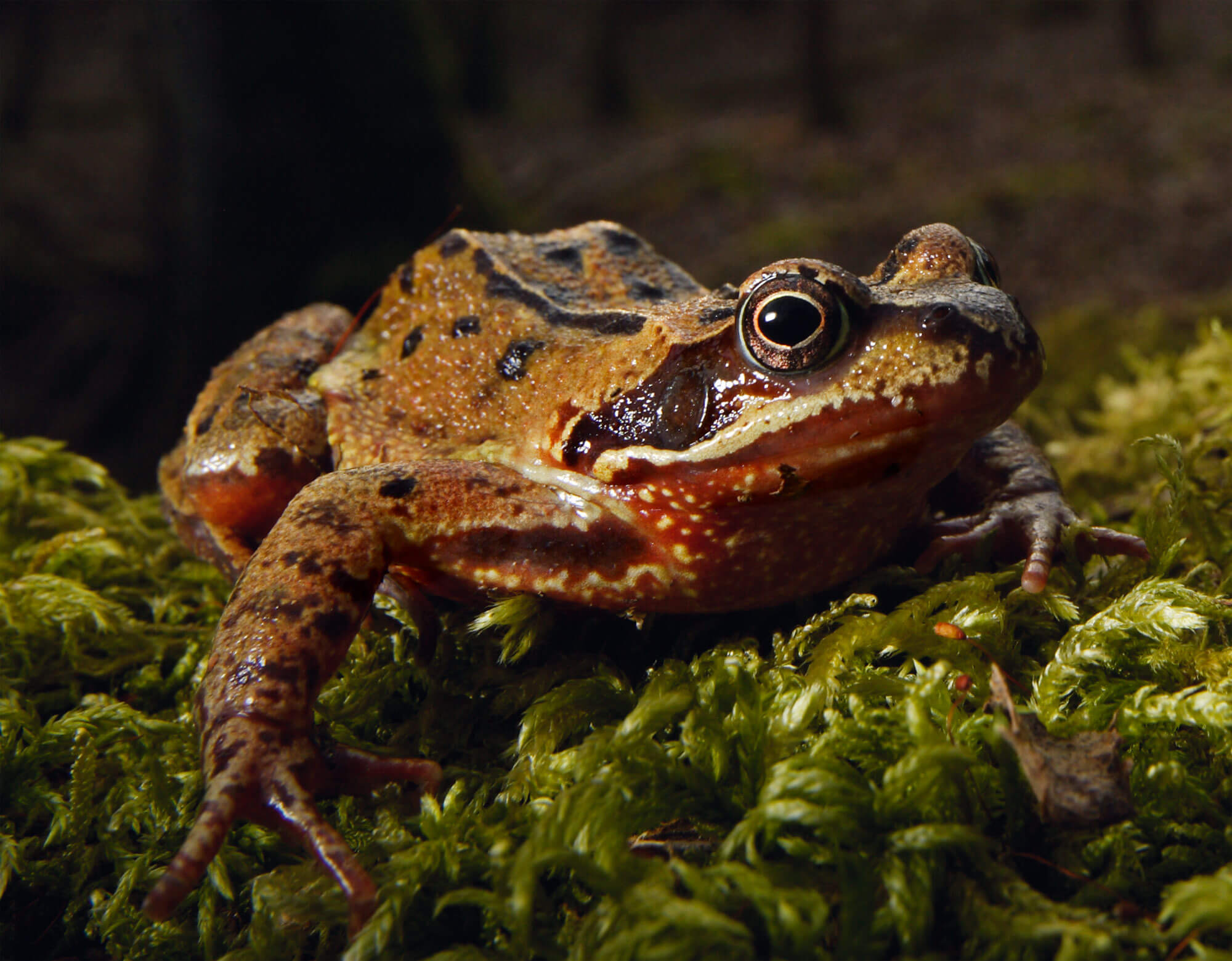 Renaissance d'une grenouille en forêt - La Salamandre Grenouille rousse forêt