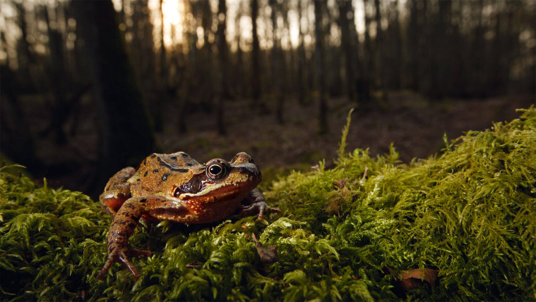 Renaissance d'une grenouille en forêt - La Salamandre