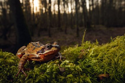 Bande-son des grenouilles de nos régions par Boris Jollivet - La Salamandre