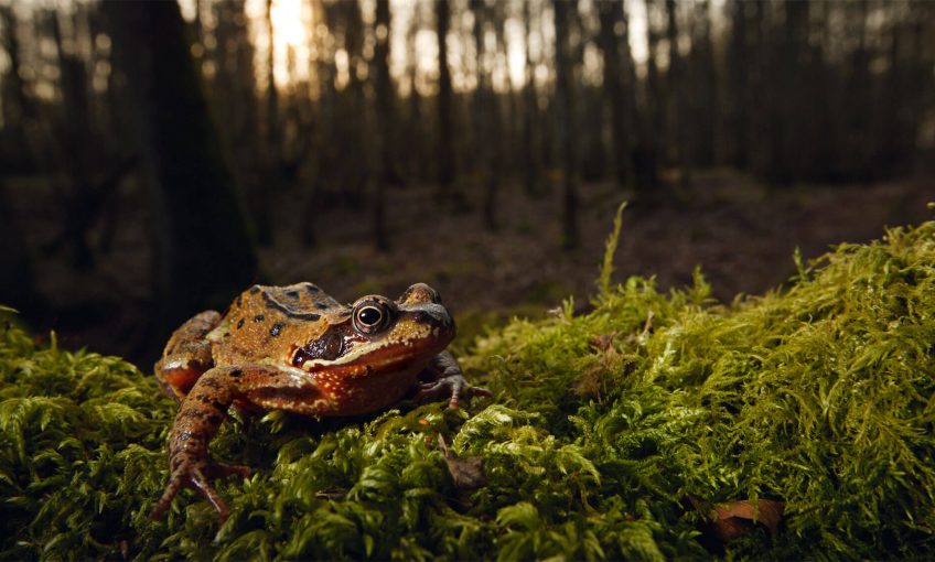 Renaissance d'une grenouille en forêt - La Salamandre Grenouille rousse forêt