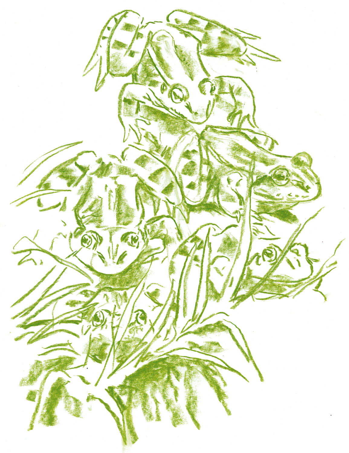 Casse-tête chez les grenouilles vertes - La Salamandre dessin Grenouille verte