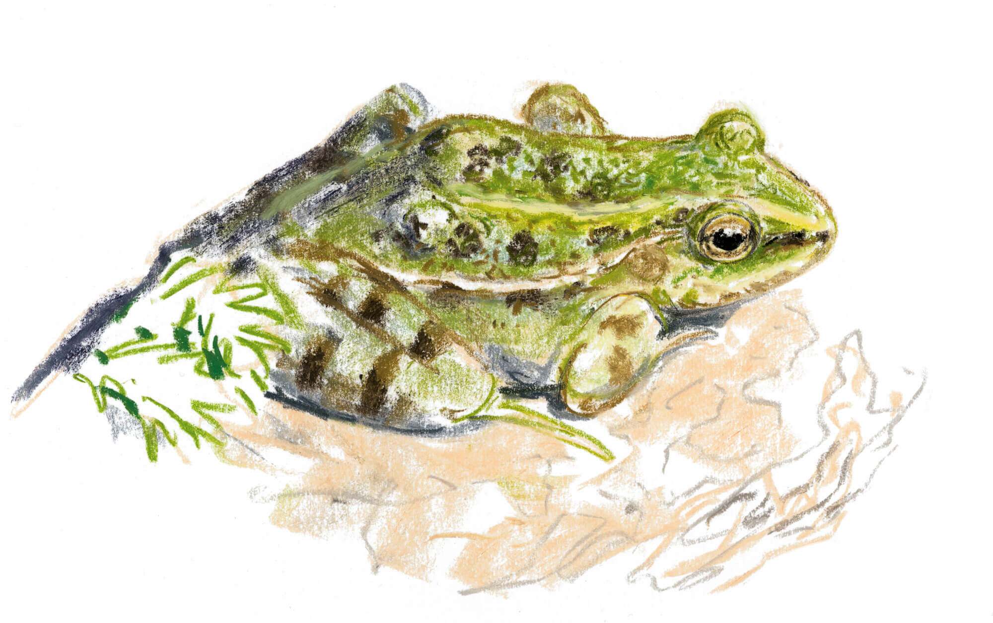 Casse-tête chez les grenouilles vertes - La Salamandre Grenouille verte dessin