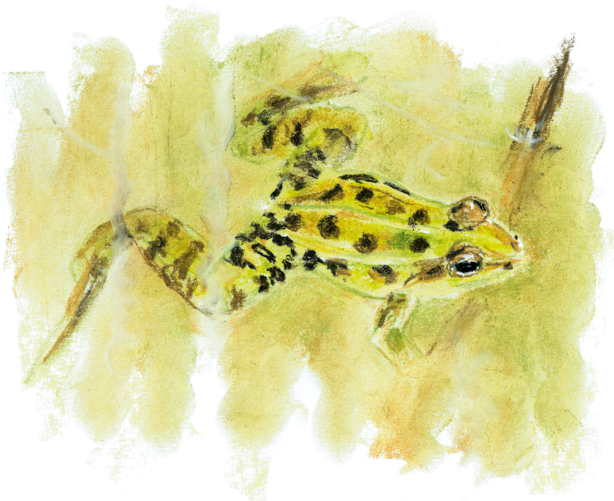 Casse-tête chez les grenouilles vertes - La Salamandre dessin Grenouille verte