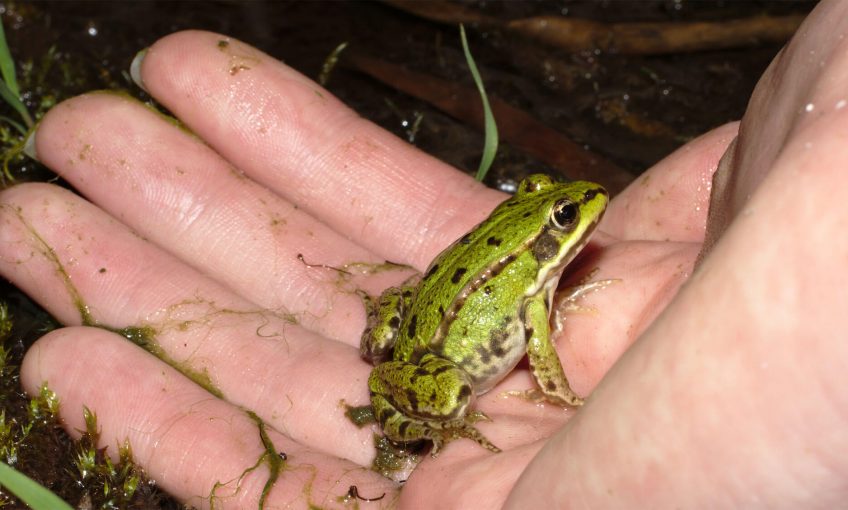 Ils se mouillent pour les grenouilles - La Salamandre Grenouille verte entre de bonnes mains agir amphibien