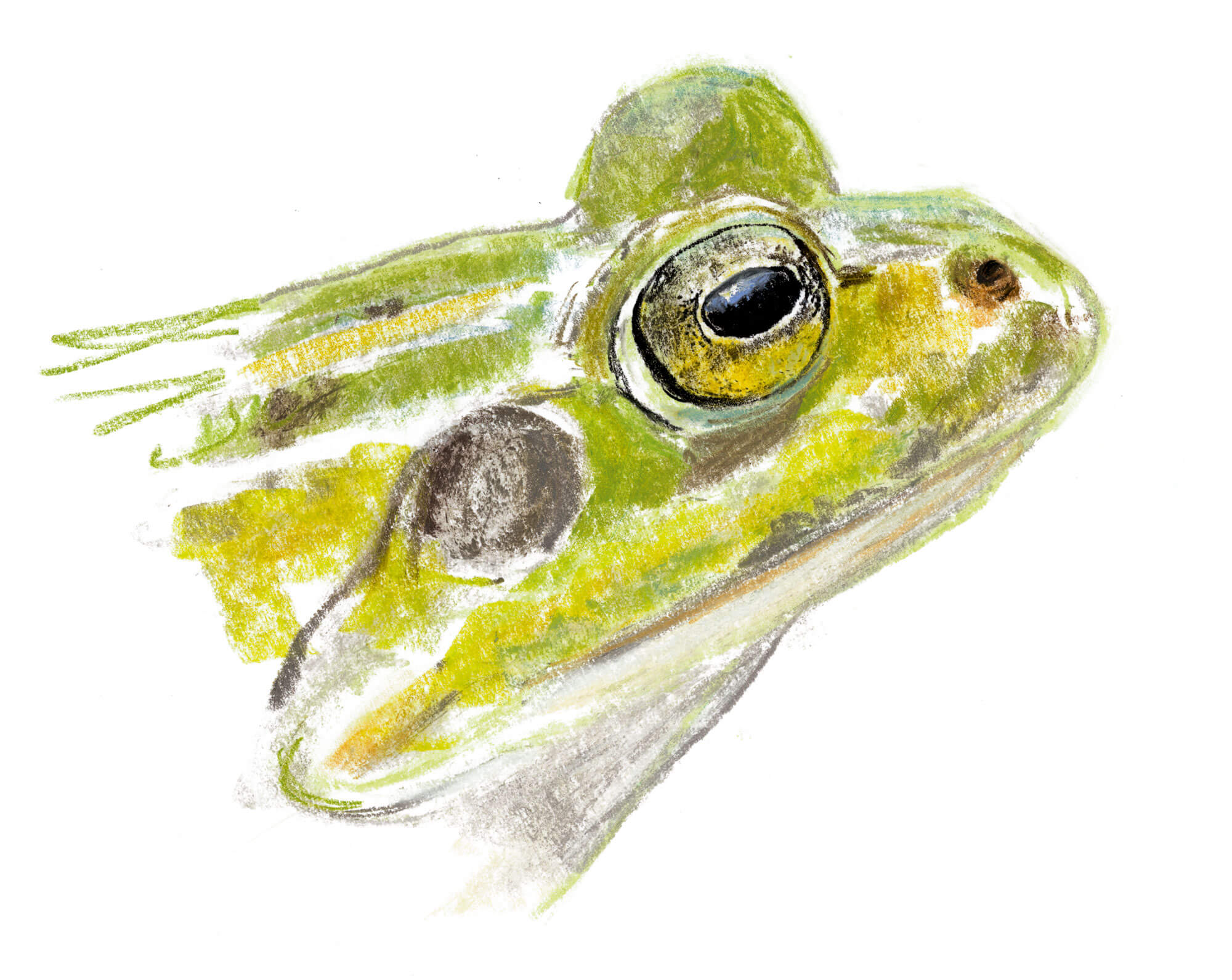 Casse-tête chez les grenouilles vertes - La Salamandre Grenouille verte dessin yeux portrait