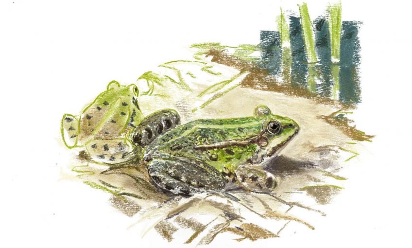 Casse-tête chez les grenouilles vertes - La Salamandre Grenouilles vertes au bord de l'eau dessin
