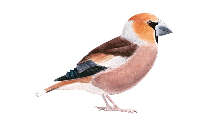 Observer le grosbec casse-noyaux - La Salamandre Grosbec casse-noyaux dessin