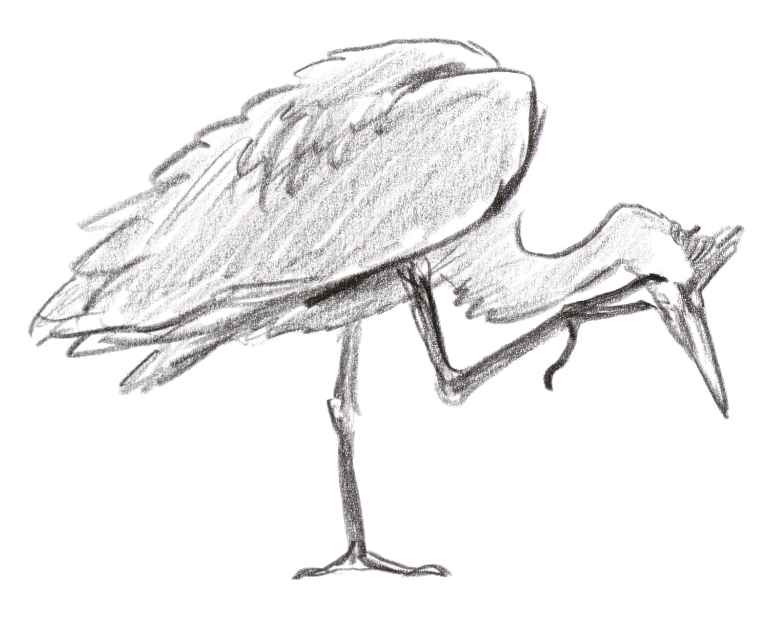 Leçon de style avec le héron dessin