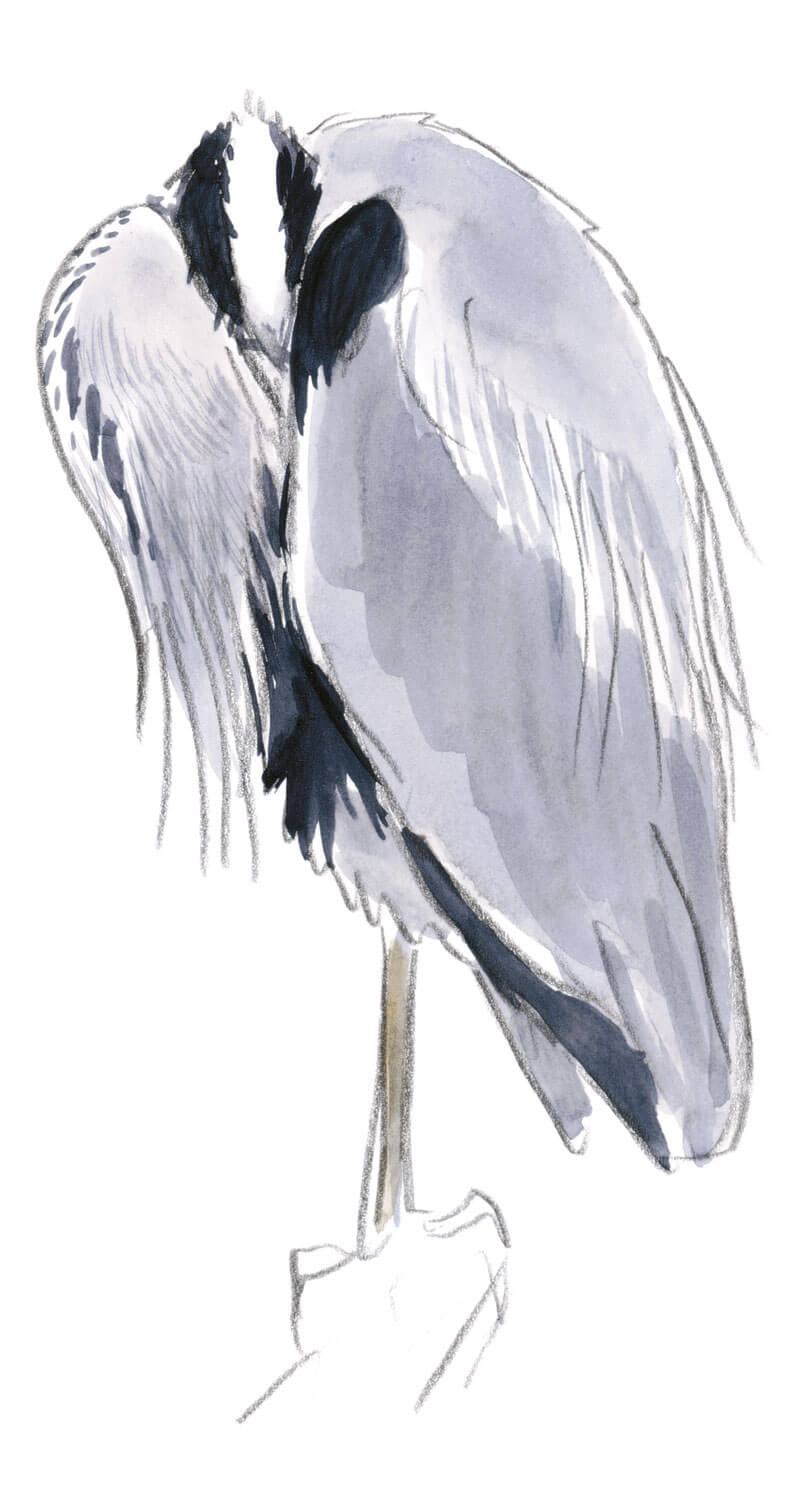 Leçon de style avec le héron dessin