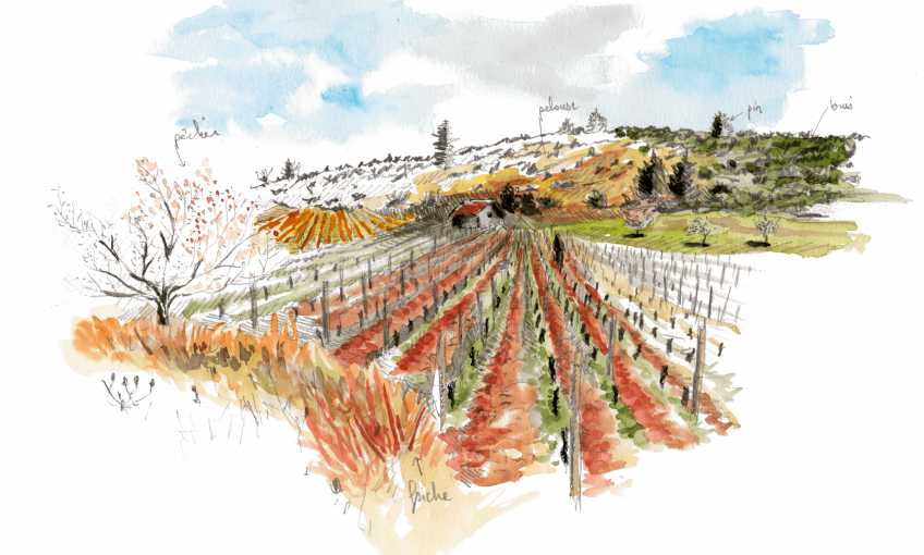 Bruants zizis et fous dans les vignes - La Salamandre vigne dessin