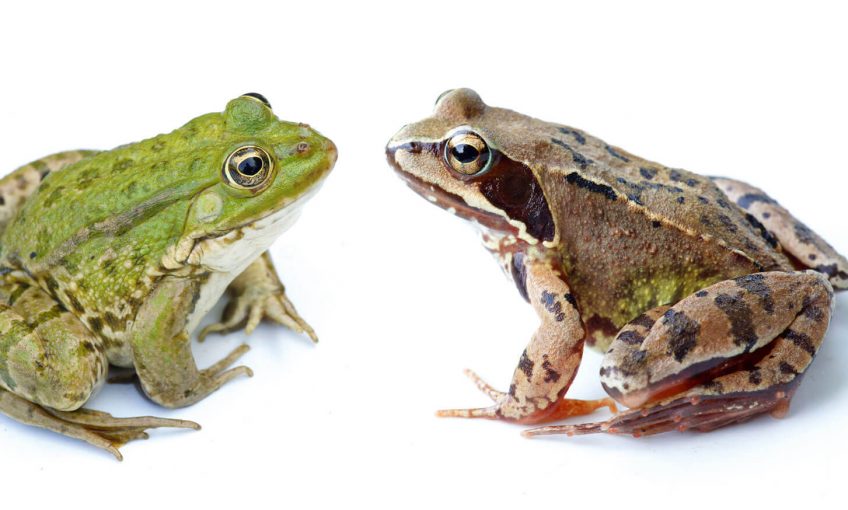 Oh, les belles grenouilles brunes - La Salamandre grenouilles vertes brunes
