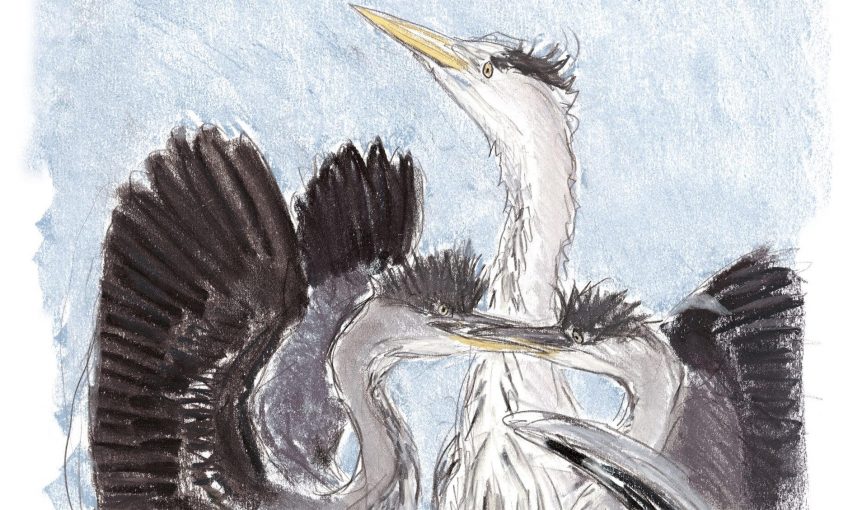 enfants terribles héron jeune dessin