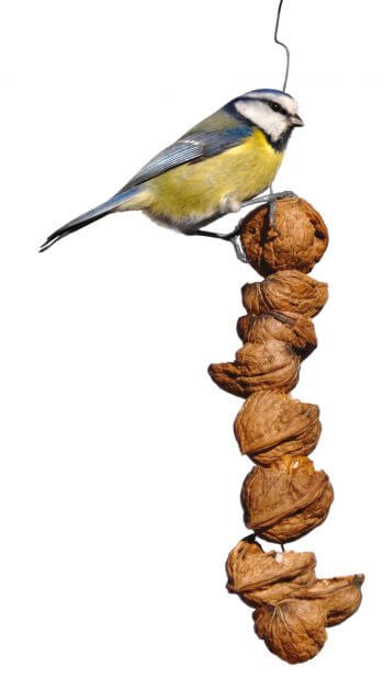 Comment nourrir correctement les oiseaux en hiver ?