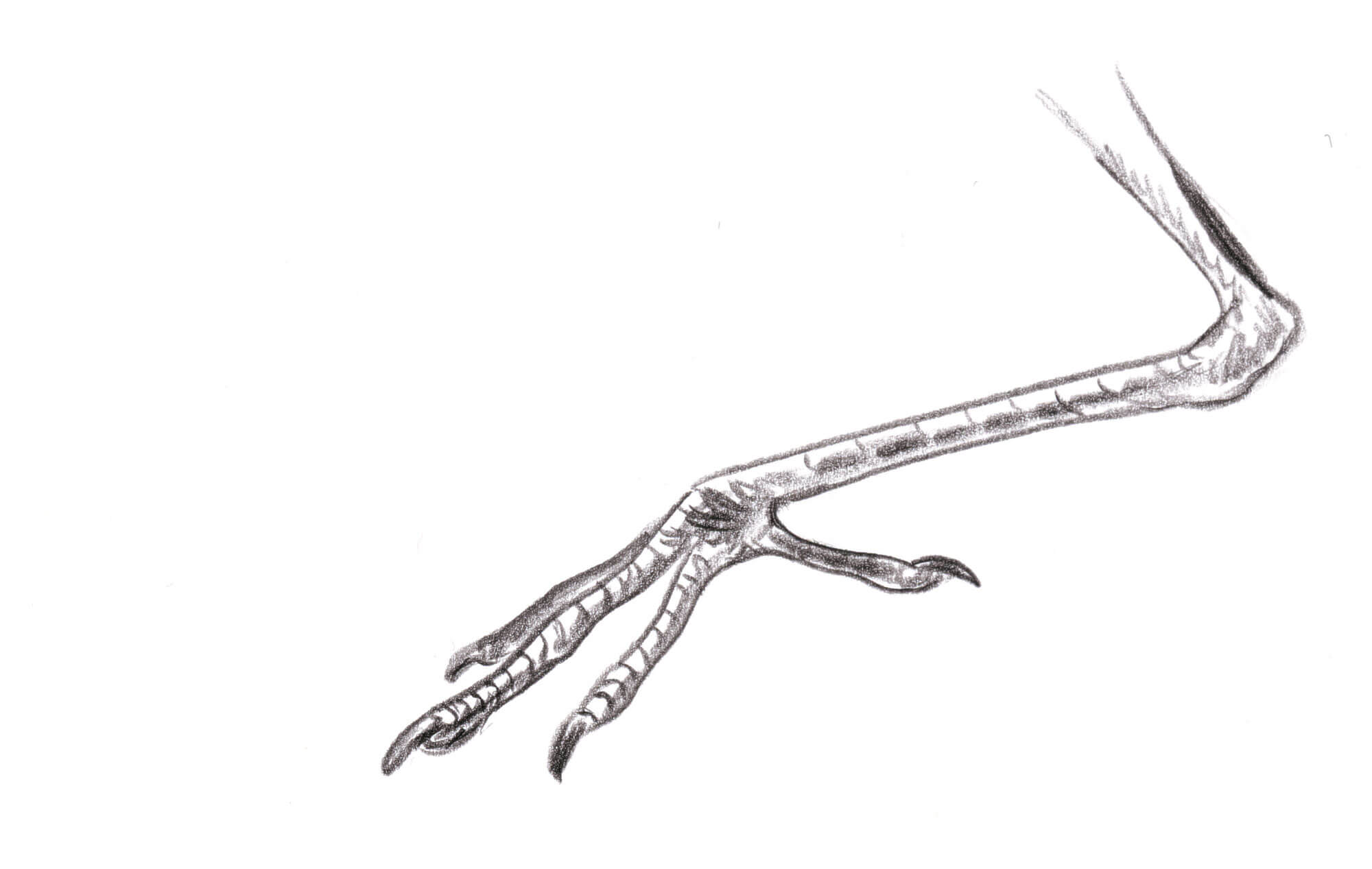 Leçon de style avec le héron dessin patte
