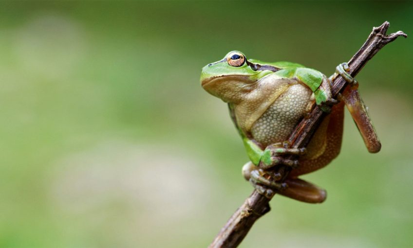 Rainette verte L'eau aux oubliettes, ou la terrible disparition des marais - La Salamandre