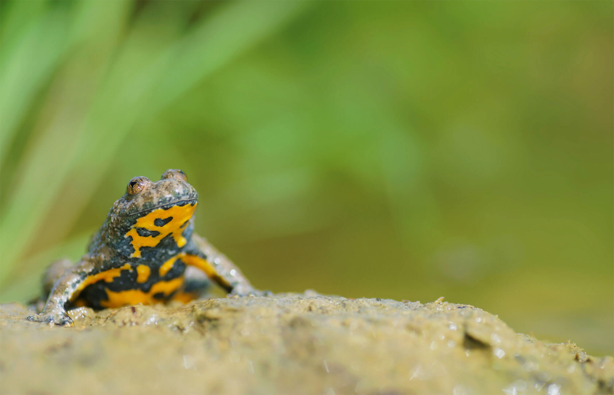 L'eau aux oubliettes, ou la terrible disparition des marais - La Salamandre Sonneur à ventre jaune