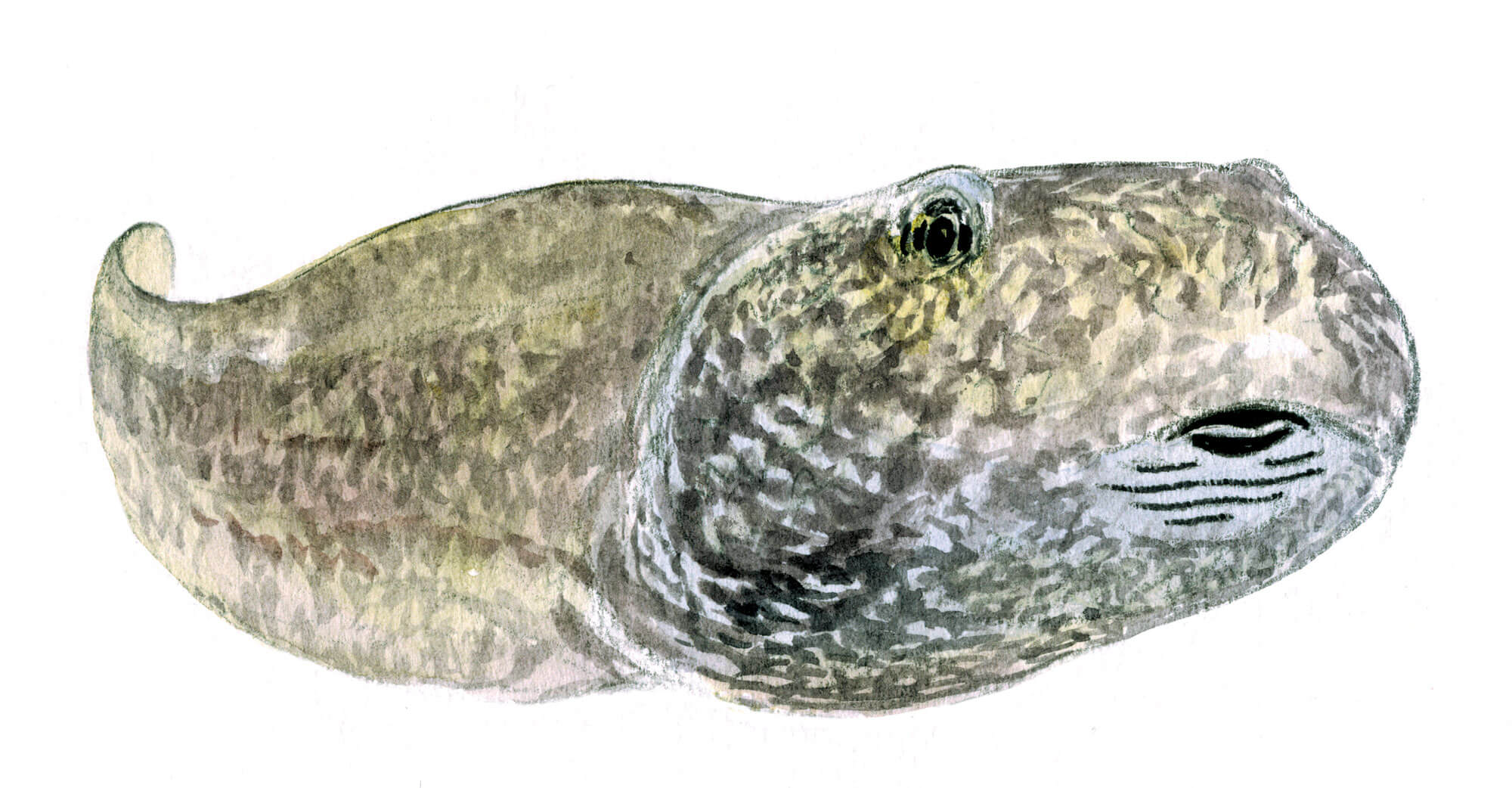 Les superpouvoirs du têtard - La Salamandre Têtard dessin bouche racler