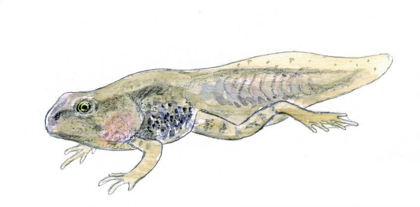 Les superpouvoirs du têtard - La Salamandre Têtard dessin