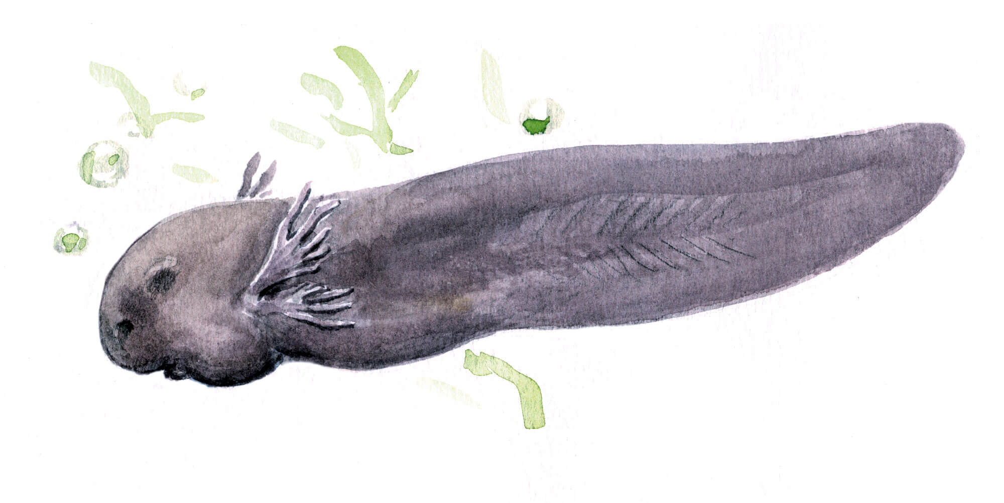 Les superpouvoirs du têtard - La Salamandre Têtard dessin branchies