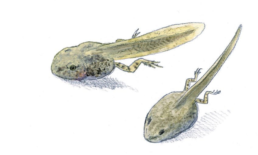 Les superpouvoirs du têtard - La Salamandre Têtards dessin