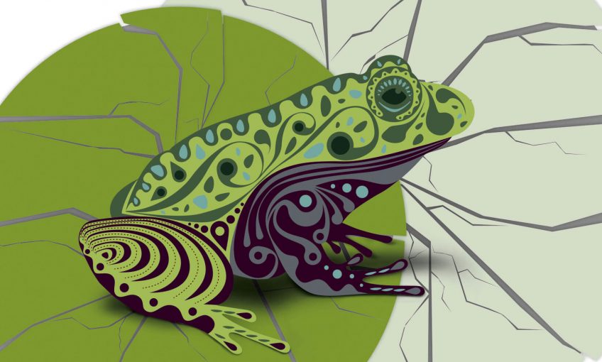 Les causes du déclin des amphibiens - La Salamandre grenouille dessin menace