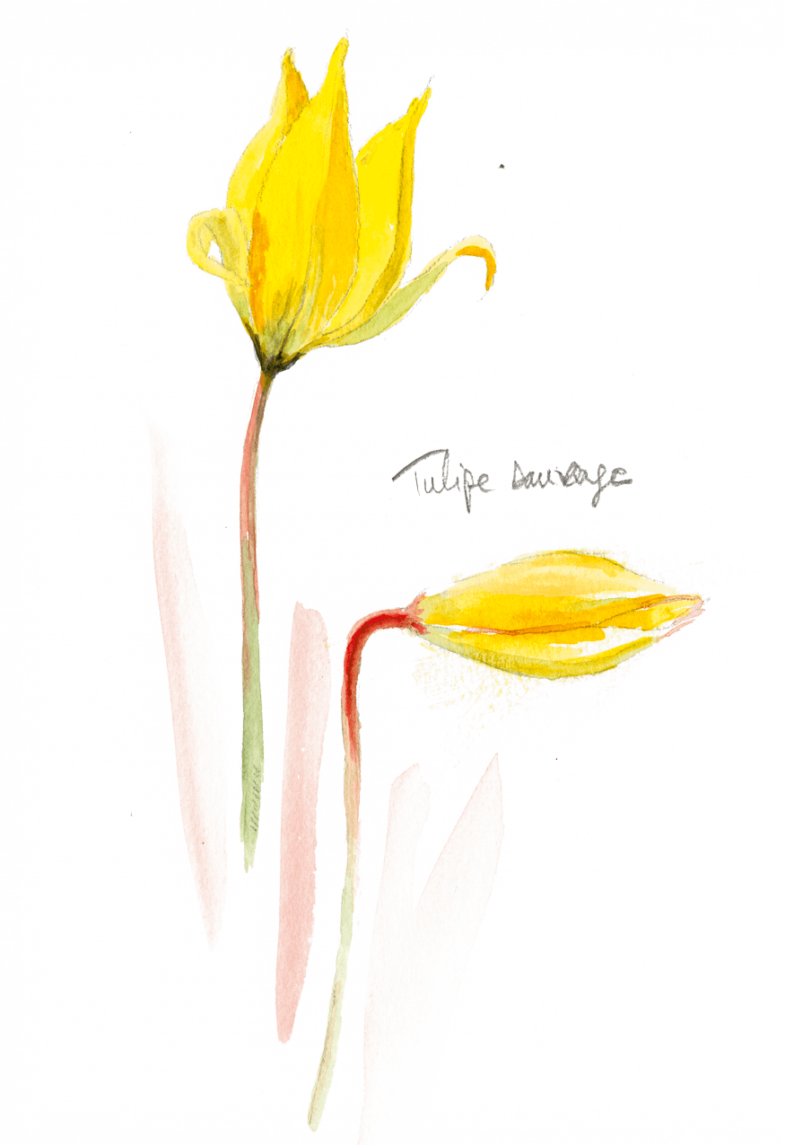 Bruants zizis et fous dans les vignes - La Salamandre tulipe sauvage dessin