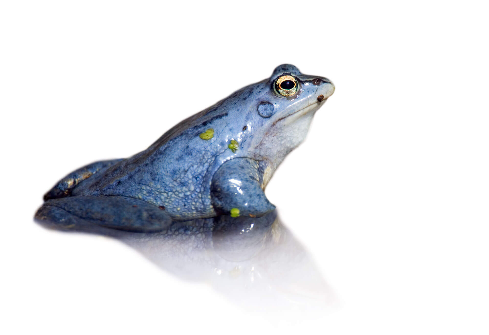 Oh, les belles grenouilles brunes - La Salamandre Une grenouille des champs mâle bleu