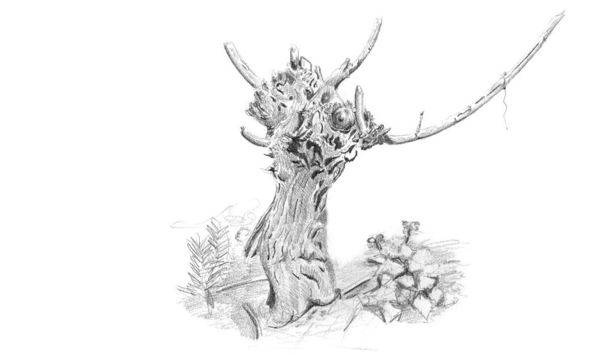 3 conseils pour apprécier la vigne - La Salamandre dessin vigne ceps