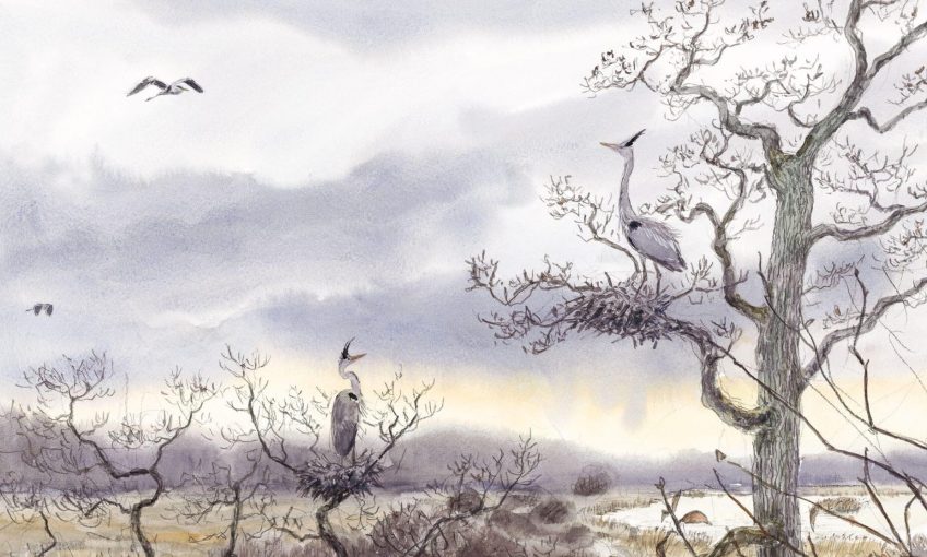héron malgré lui dessin arbre nid