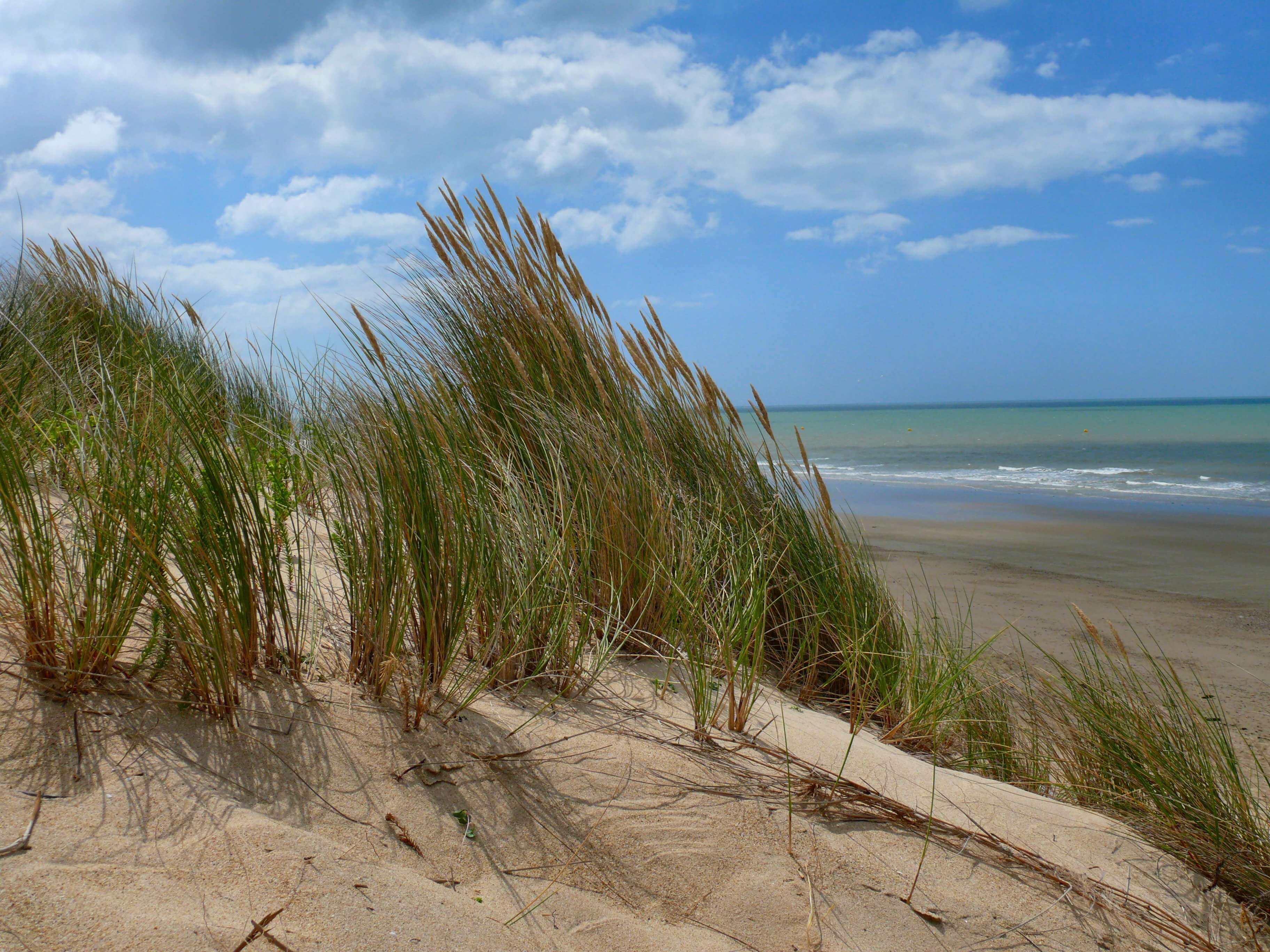 dune sable sapin